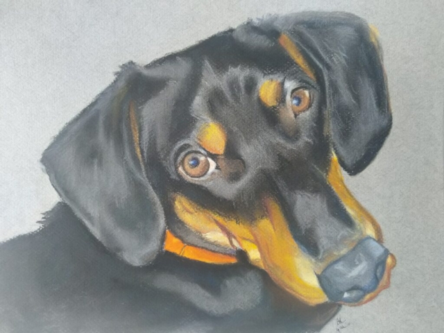 Dog portraits