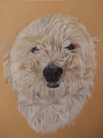 Dog portraits