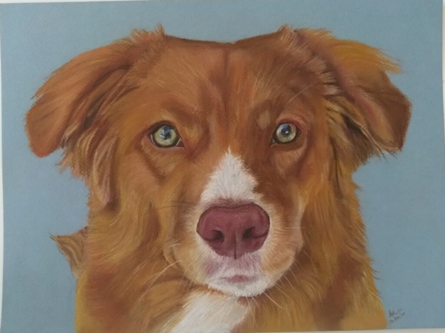 Dog portraits