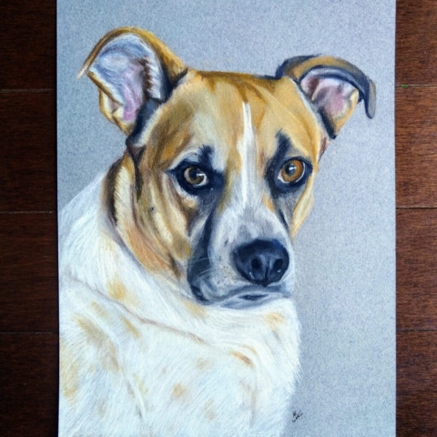 Dog portraits